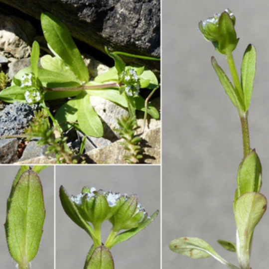 Valerianella